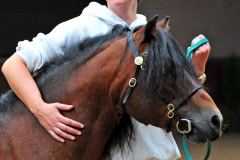 Als-je-een-dartmoor-hebt-blijf-je-stralen-2019_12_06-07_00_23-UTC