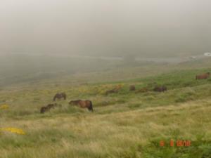 Dartmoors in het wild